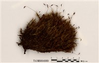 藏品(多蒴曲尾苔)的圖片